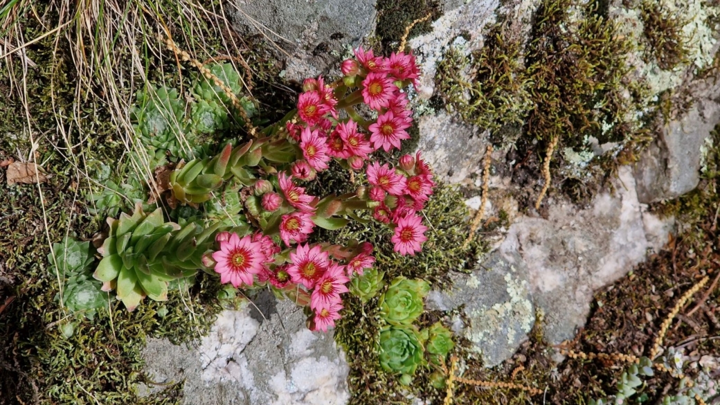 Joubarbe des Montagnes - Sempervivum Montanum