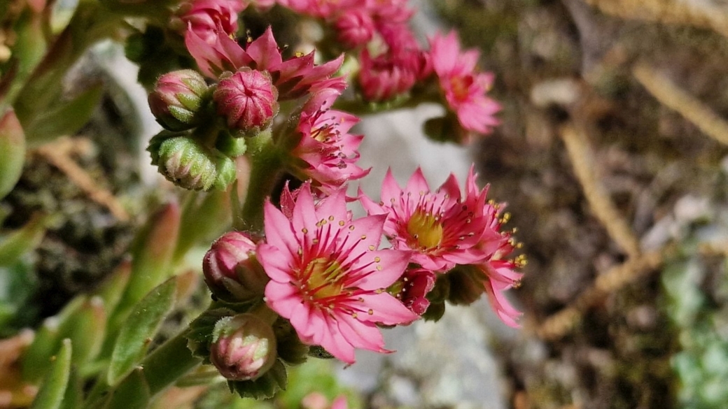 Joubarbe des Montagnes - Sempervivum Montanum