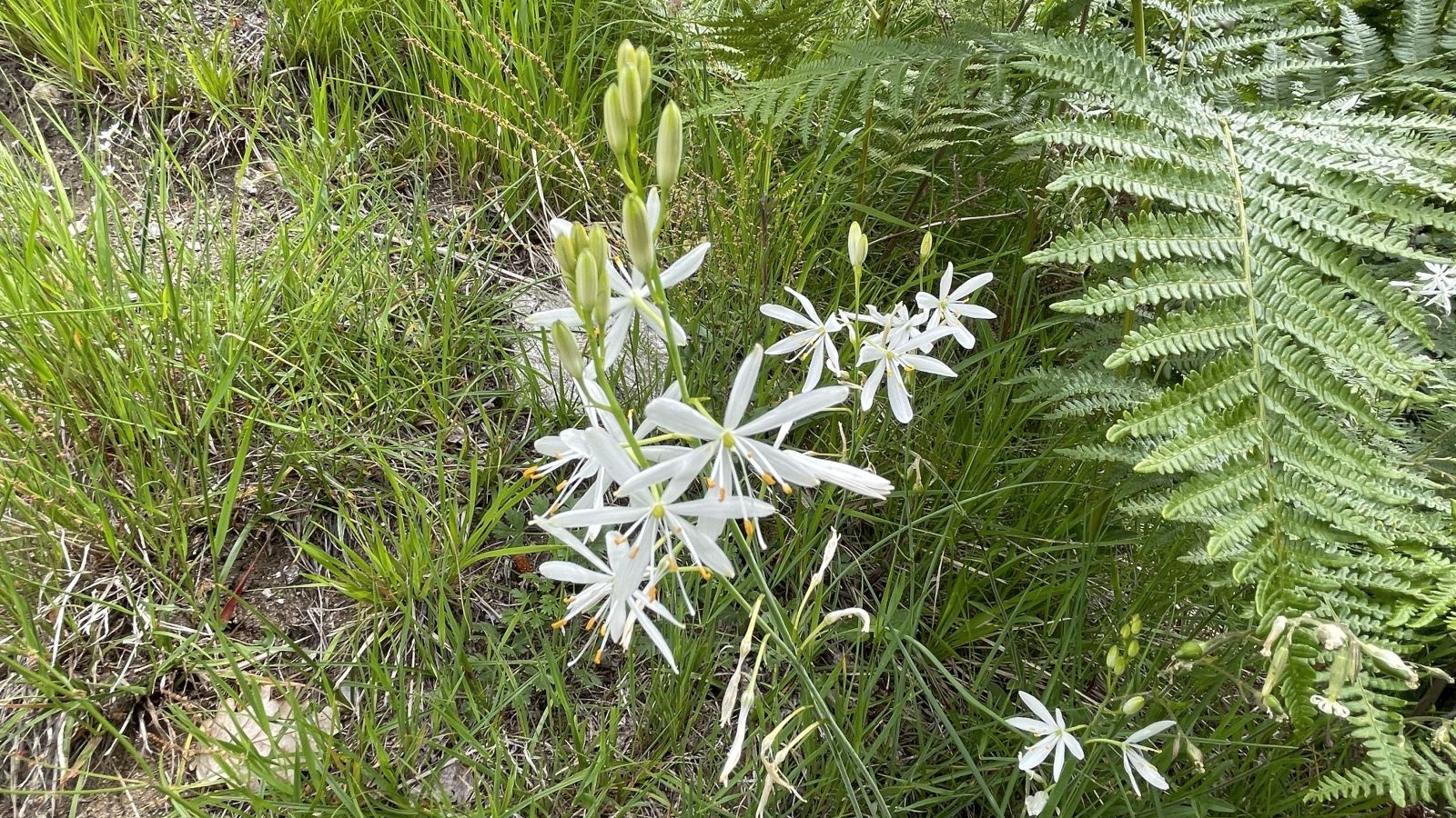 Anthéric à Fleurs de lis – Anthericum Liliago