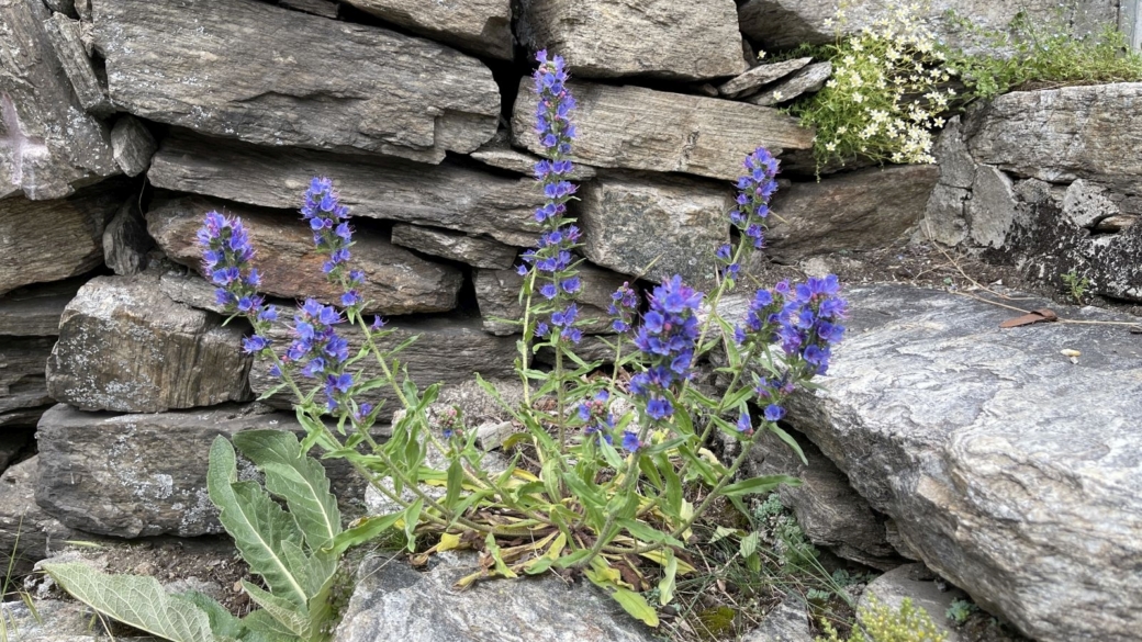 Vipérine Commune - Echium Vulgare