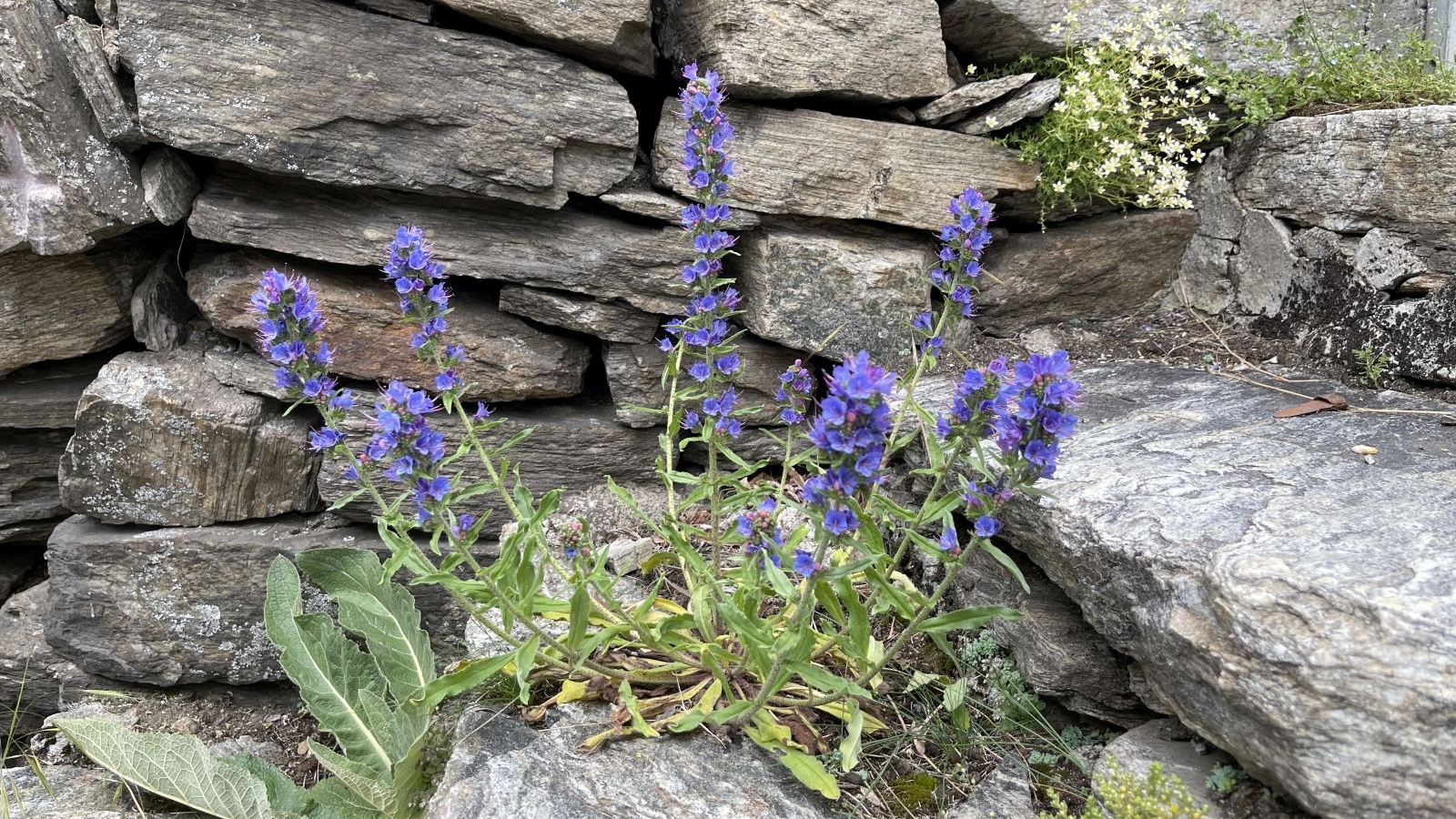 Vipérine Commune – Echium Vulgare