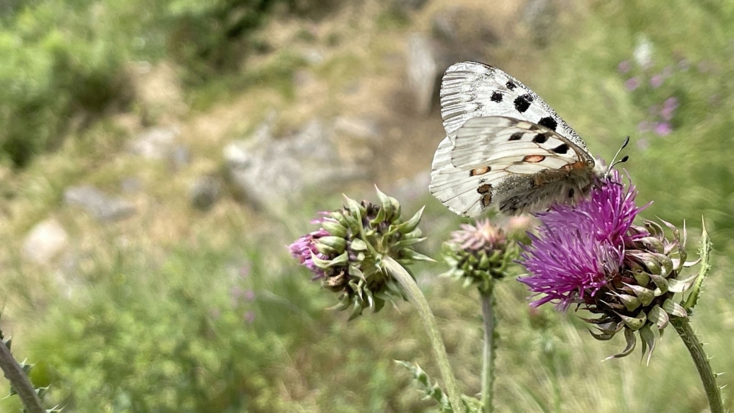 Cirse Commun | Apollon - Cirsium Vulgare | Parnassius Apollo