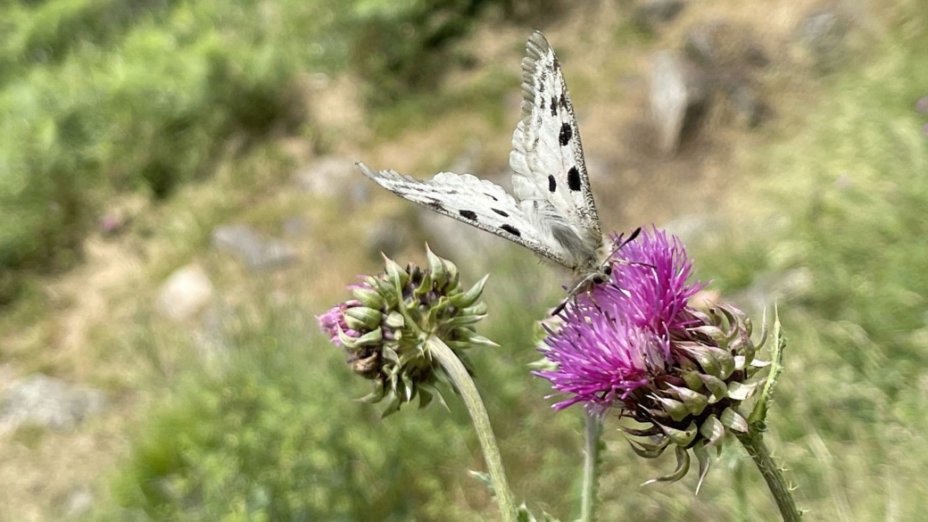 Cirse Commun | Apollon - Cirsium Vulgare | Parnassius Apollo