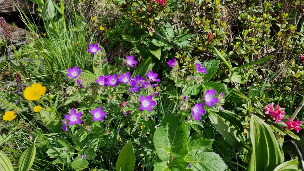 Géranium des Bois - Geranium Sylvaticum