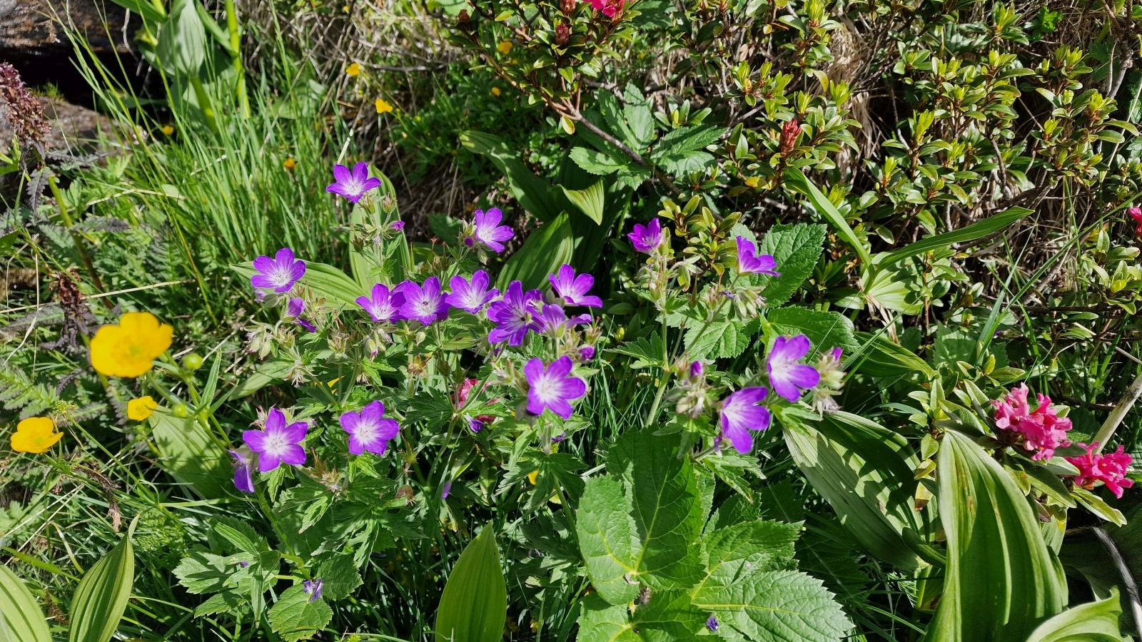 Géranium des Bois – Geranium Sylvaticum