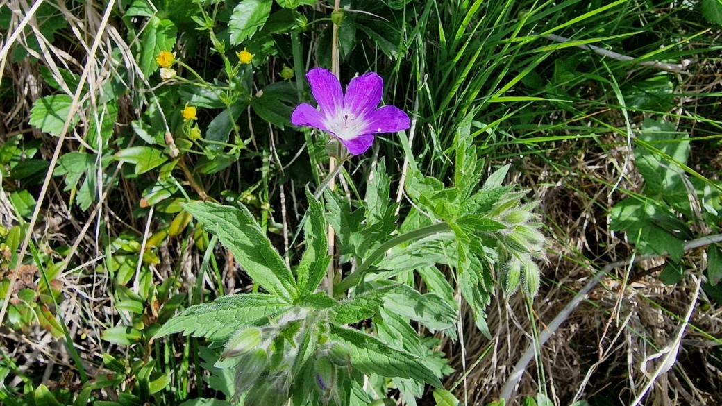 Géranium des Bois - Geranium Sylvaticum