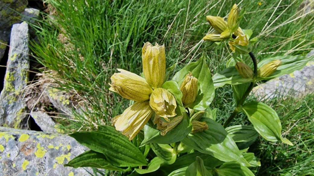 Gentiane Ponctuée - Gentiana Punctata