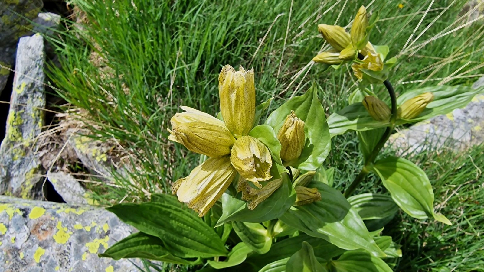 Gentiane Ponctuée – Gentiana Punctata