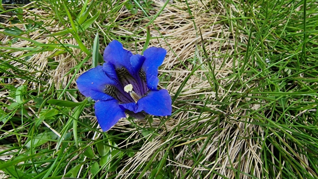 Gentiane Acaule - Gentiana Acaulis