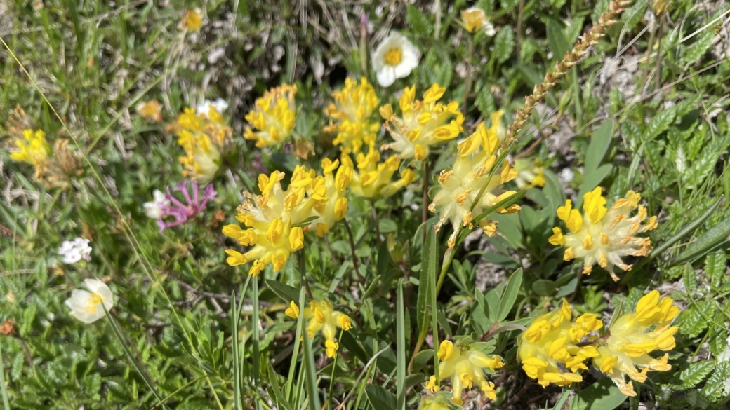 Anthyllide Alpestre - Anthyllis Vulneraria