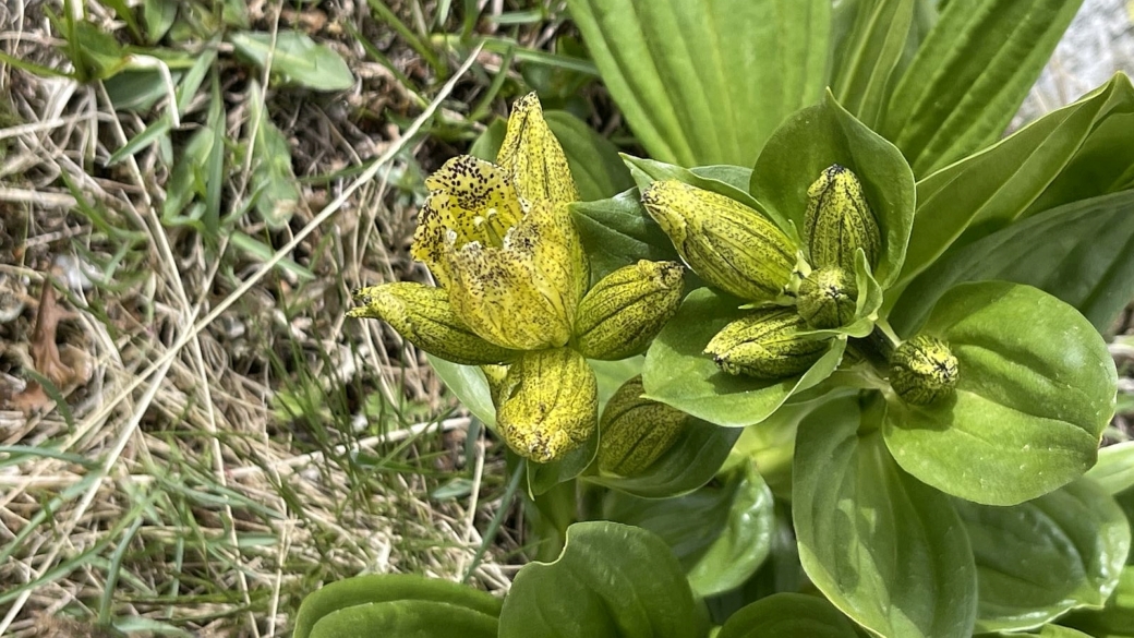 Gentiane Ponctuée - Gentiana Punctata