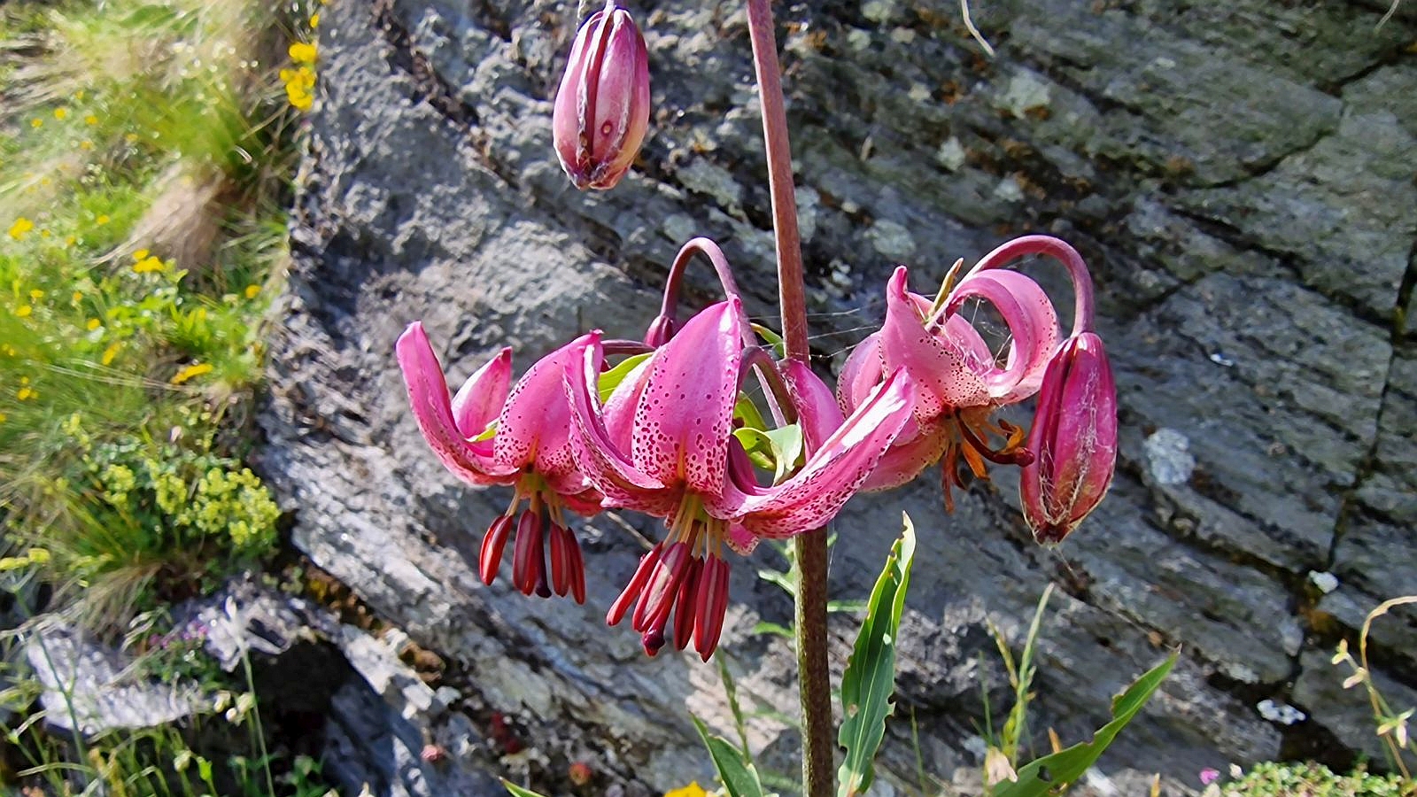 Lis Martagon – Lilium Martagon