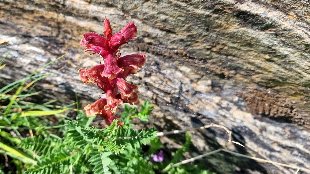 Orobanche Blanche - Orobanche Alba 