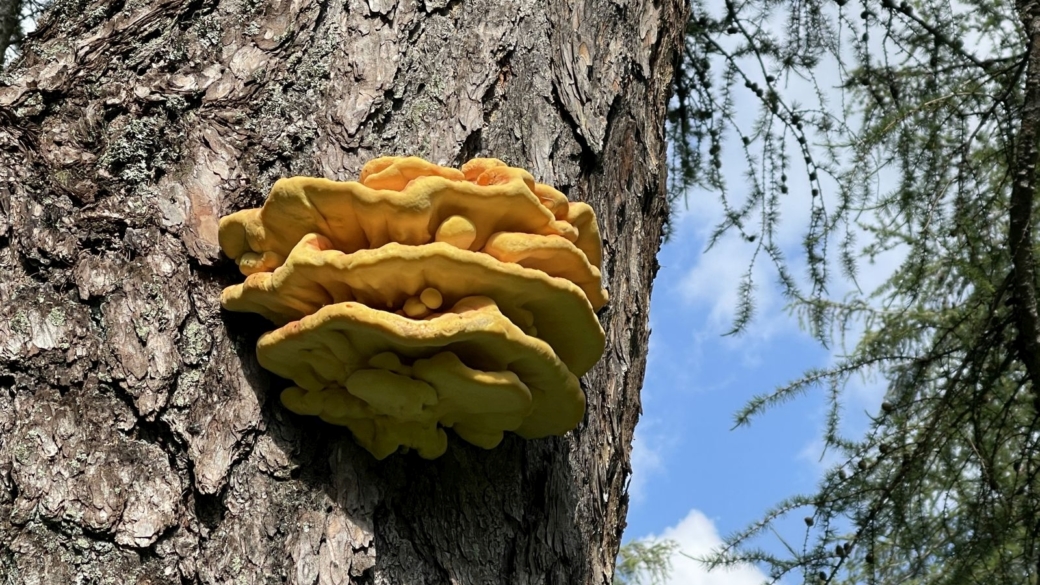 Polypore Soufré - Laetiporus Sulphureus