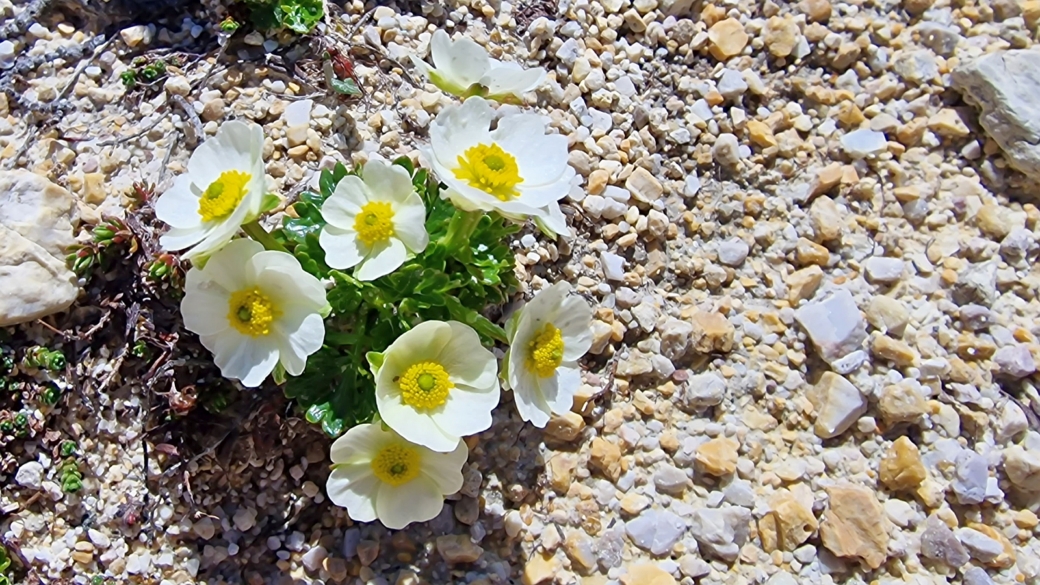 Renoncule Alpestre - Ranunculus Alpestris