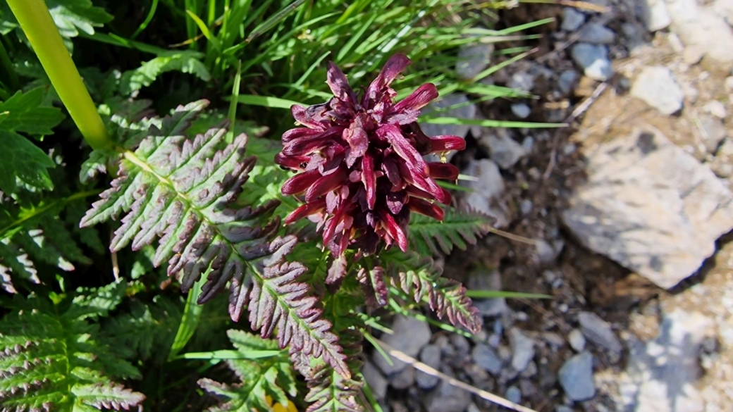 Pédiculaire Tronquée - Pedicularis Recutita