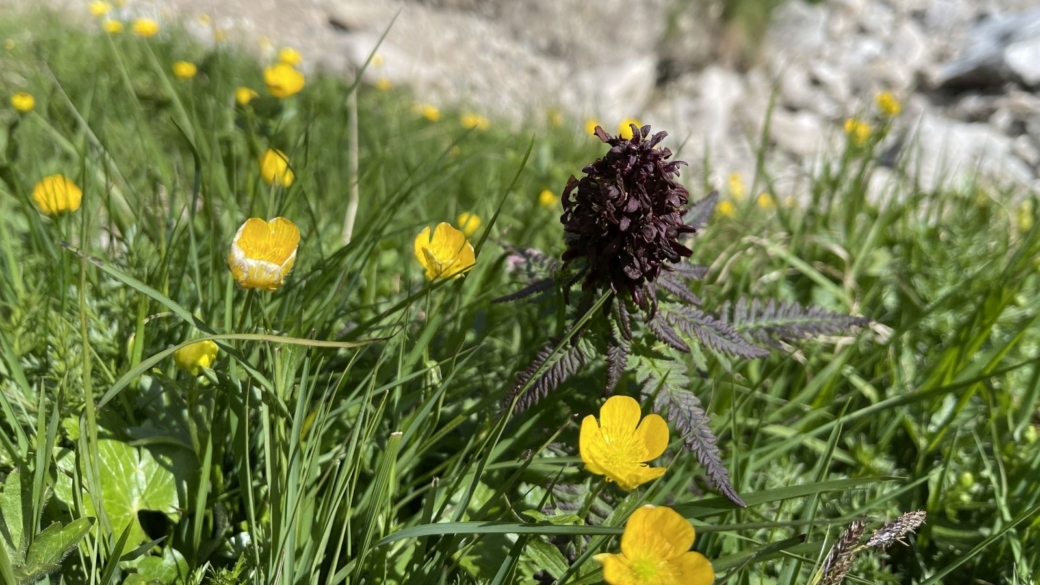 Pédiculaire Tronquée - Pedicularis Recutita