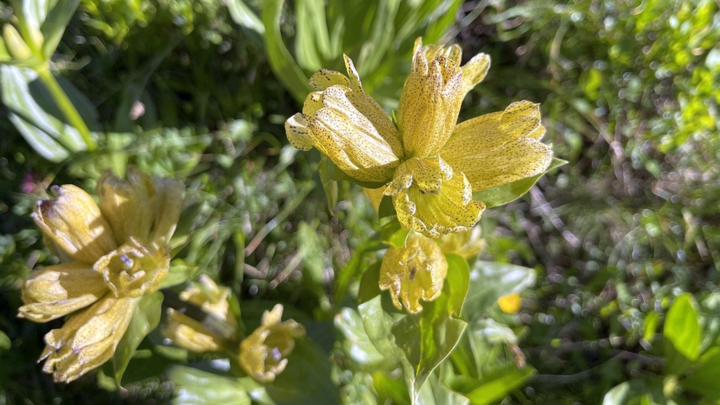 Gentiane Ponctuée - Gentiana Punctata