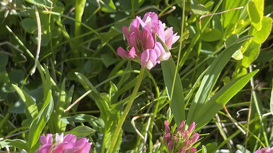 Trèfle Alpin - Trifolium Alpinum