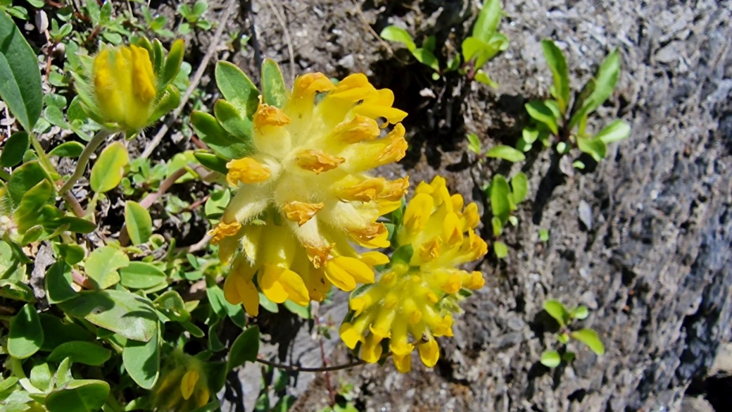 Anthyllide Commune - Anthyllis Vulneraria