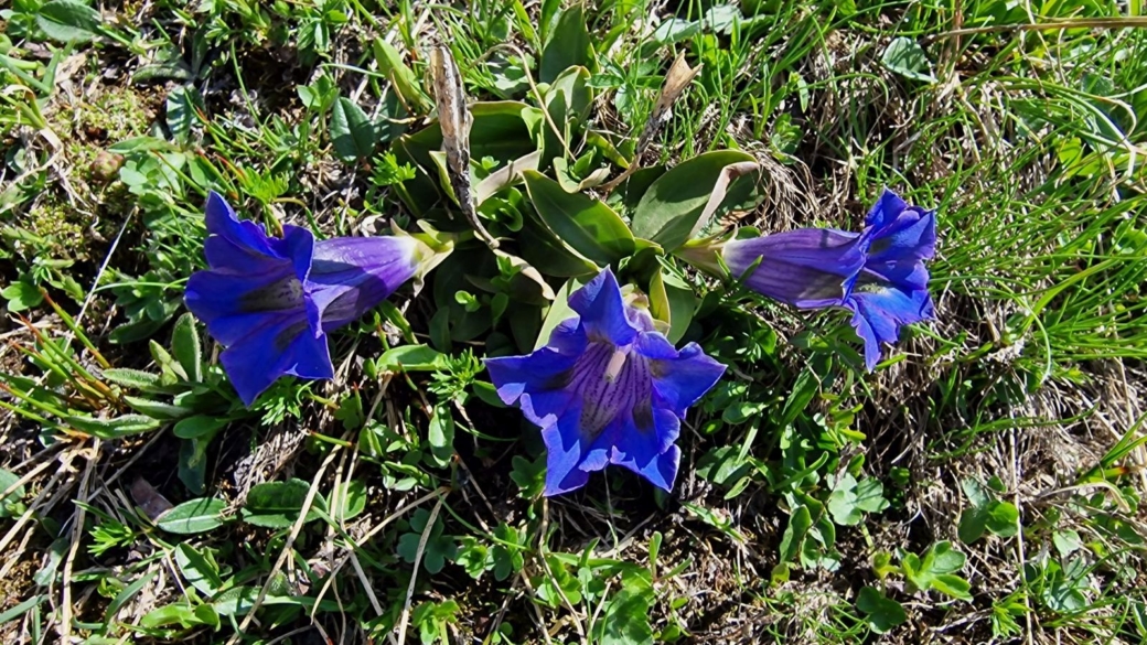 Gentiane Acaule - Gentiana Acaulis