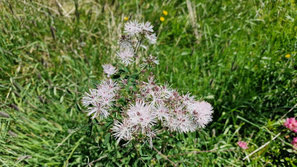 Pigamon à feuilles d'Ancolie - Thalictrum Aquilegiifolium