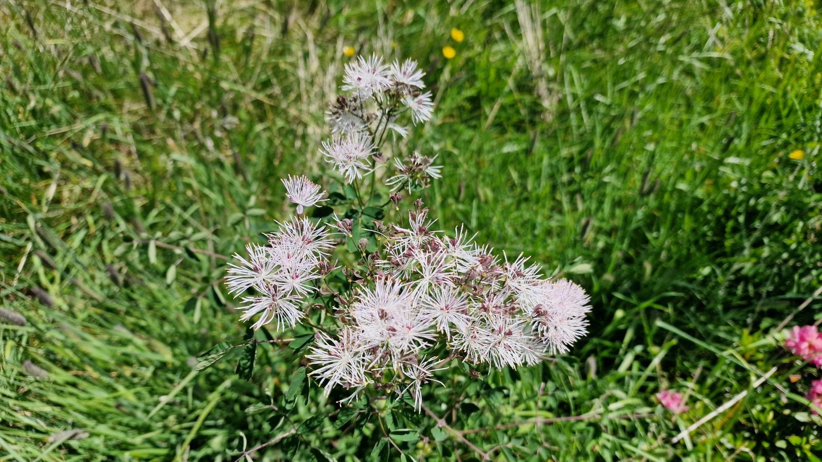 Pigamon à feuilles d’Ancolie – Thalictrum Aquilegiifolium