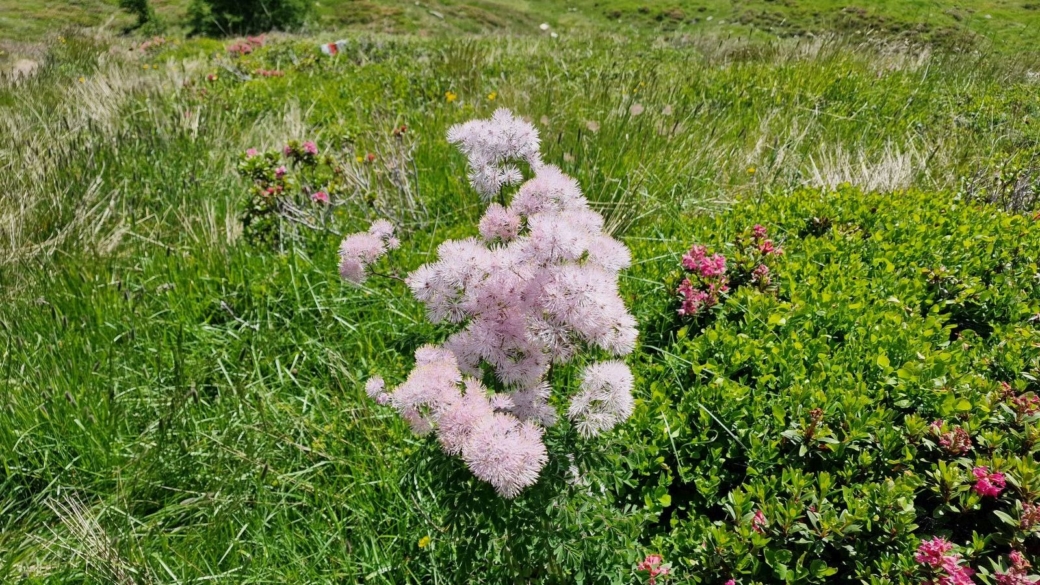 Pigamon à feuilles d'Ancolie - Thalictrum Aquilegiifolium