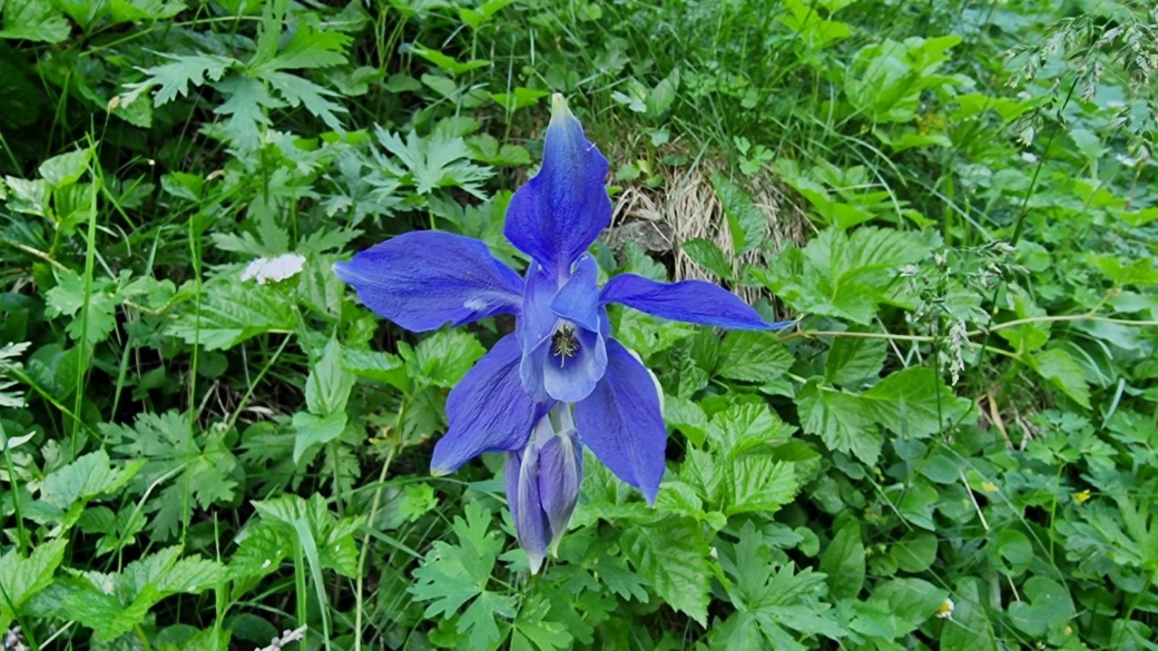 Ancolie des Alpes - Aquilegia Alpina