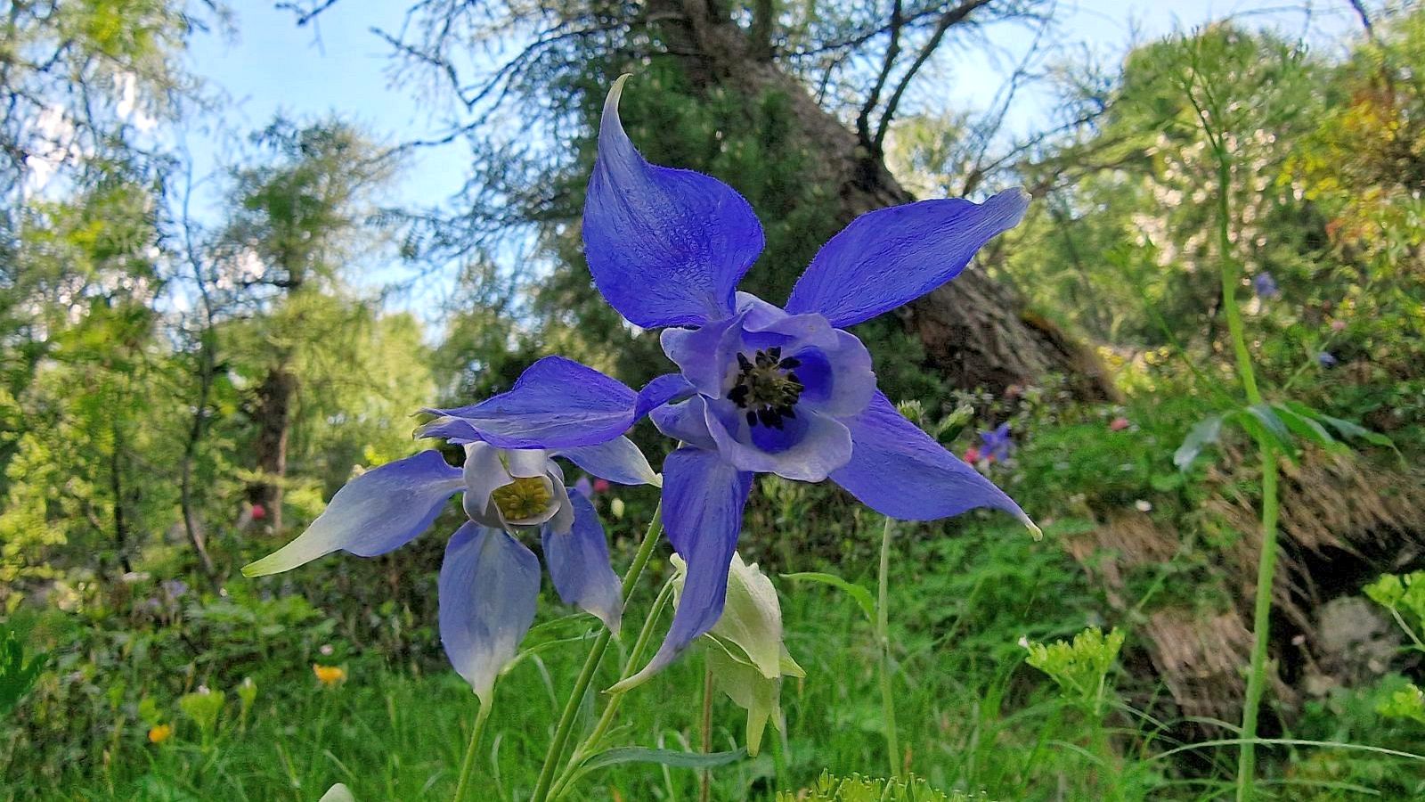 Ancolie des Alpes – Aquilegia Alpina