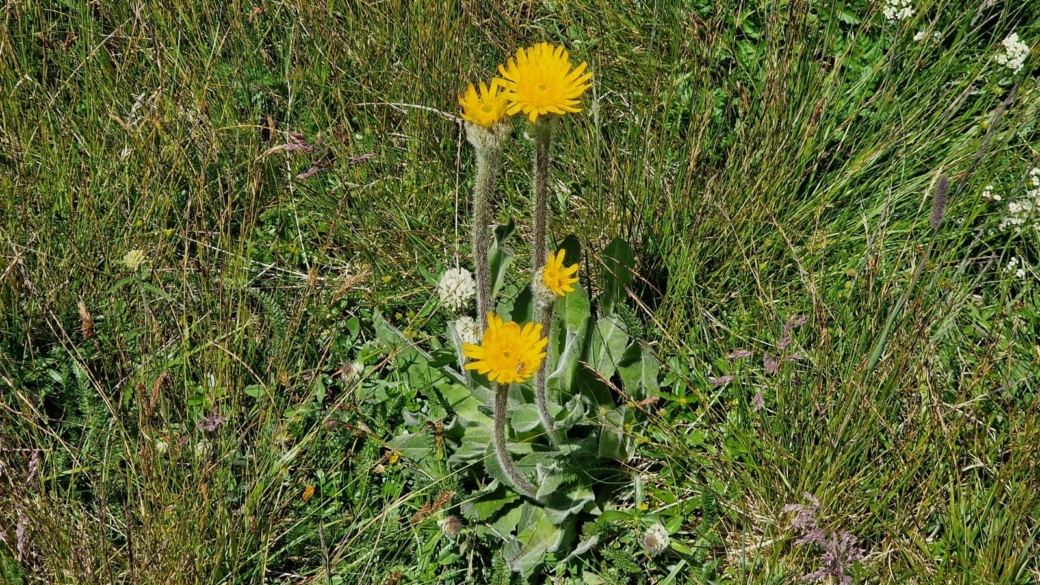 Porcelle à une Tête - Hypochaeris Uniflora