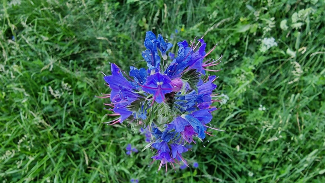 Vipérine Commune - Echium Vulgare