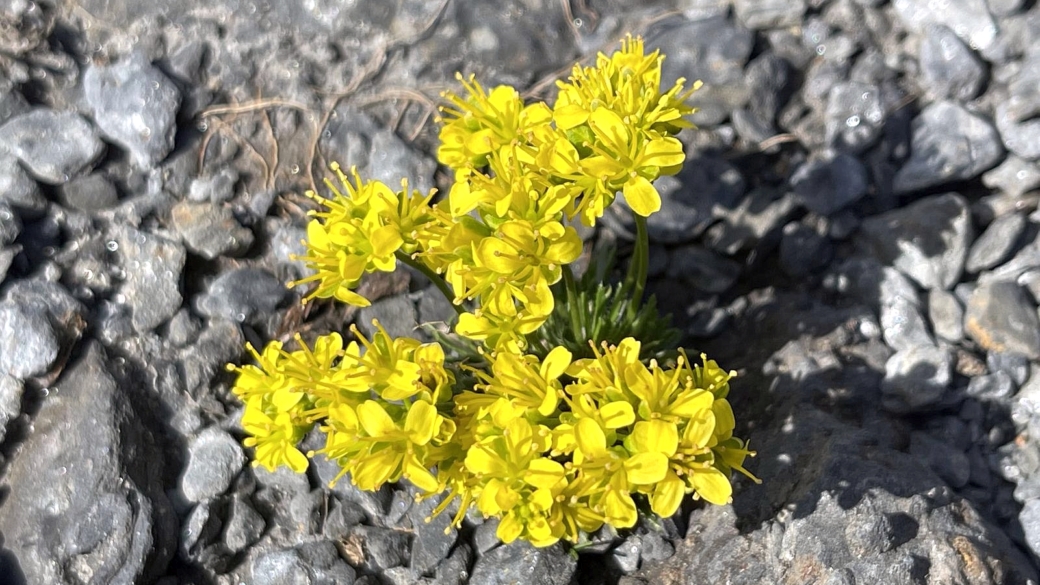 Drave Aïzoon - Draba Aizoides