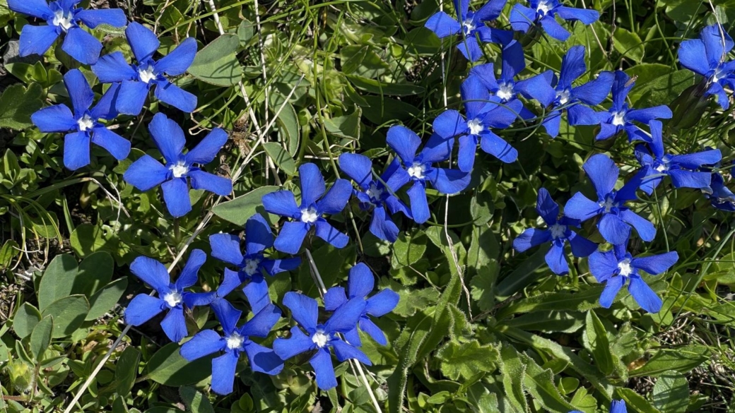 Gentiane Printanière - Gentiana Verna