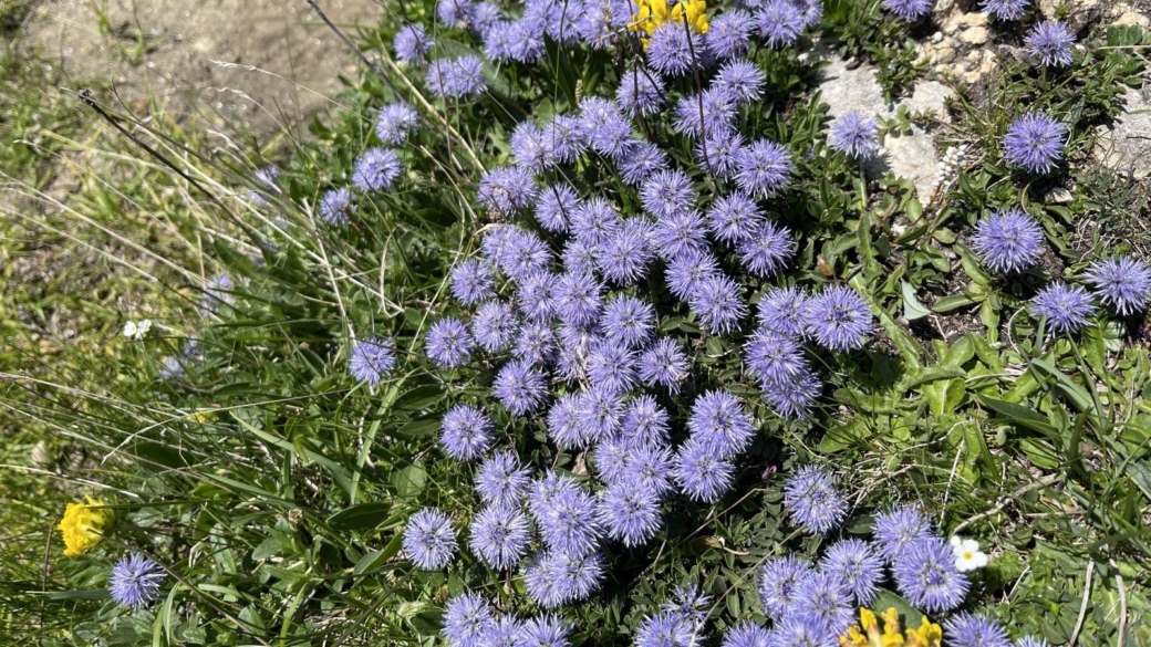 Globulaire à Feuilles en cœur - Globularia Cordifolia