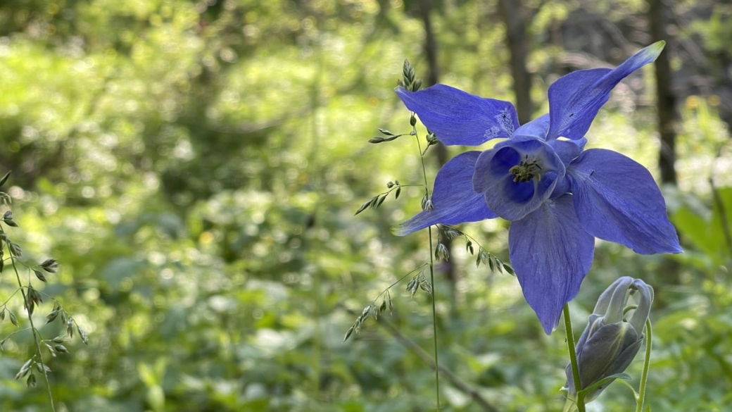 Ancolie des Alpes - Aquilegia Alpina