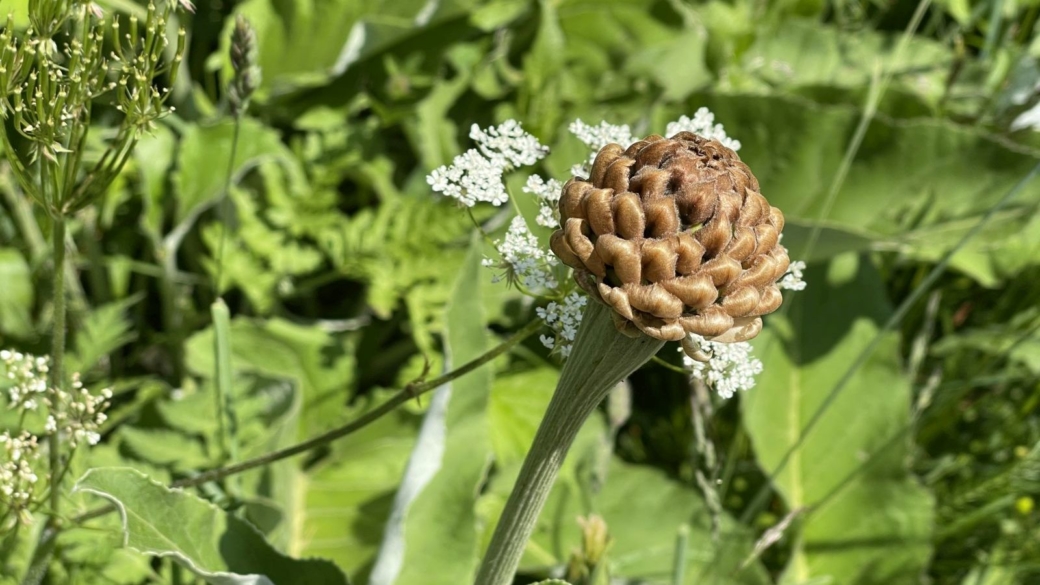 Centaurée Jacée - Centaurea Jacea