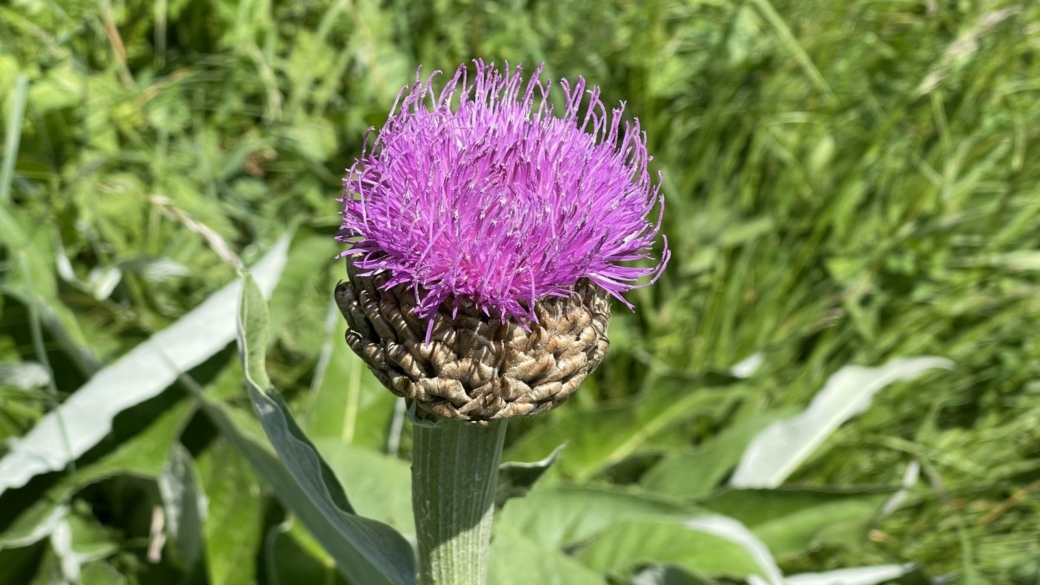 Centaurée Jacée - Centaurea Jacea