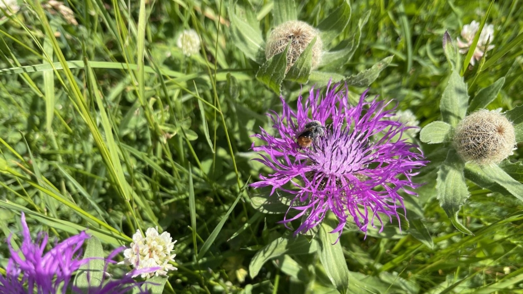 Centaurée Jacée - Centaurea Jacea