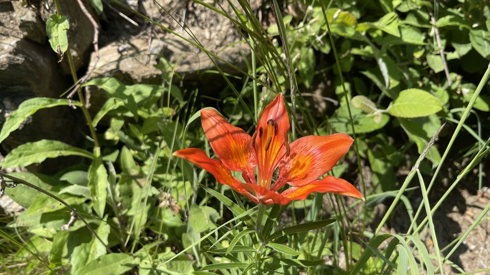 Lis Safrané – Lilium Bulbiferum