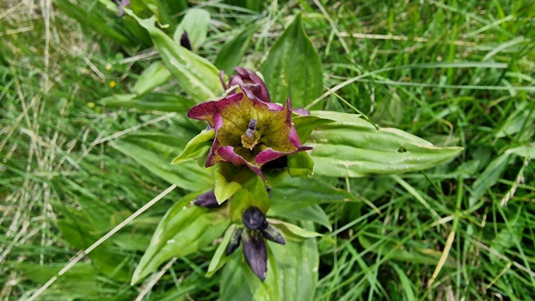 Gentiane Pourpre - Gentiana Purpurea