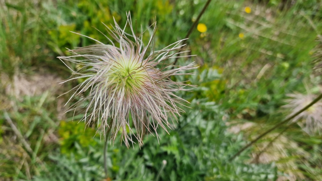 Anémone pulsatille des Alpes - Pulsatilla Alpina