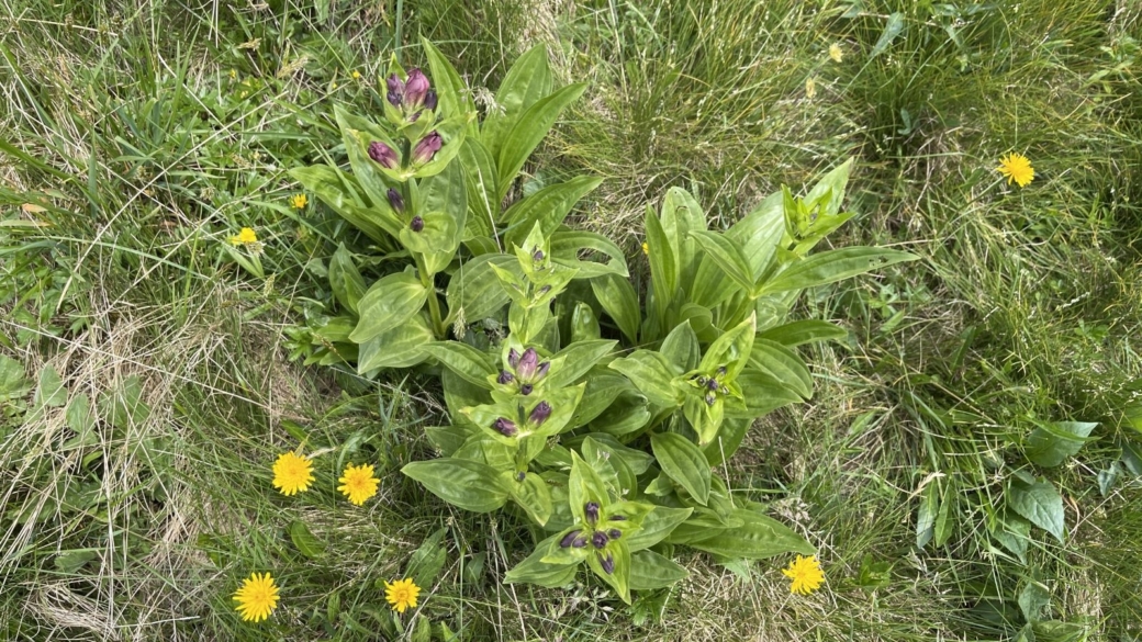 Gentiane Pourpre - Gentiana Purpurea