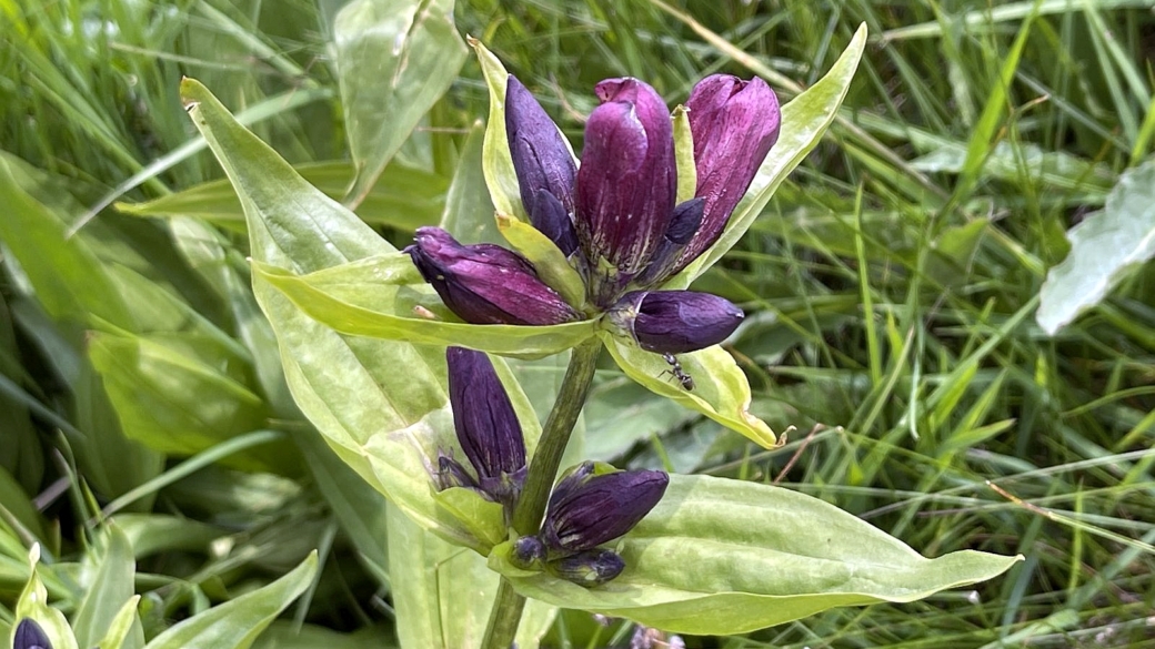 Gentiane Pourpre - Gentiana Purpurea