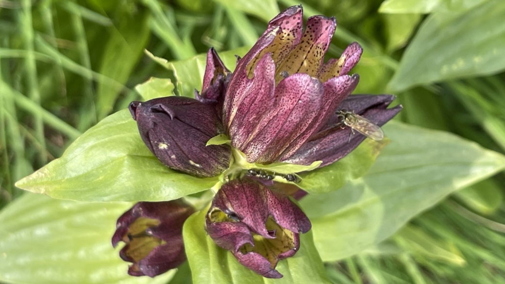 Gentiane Pourpre - Gentiana Purpurea