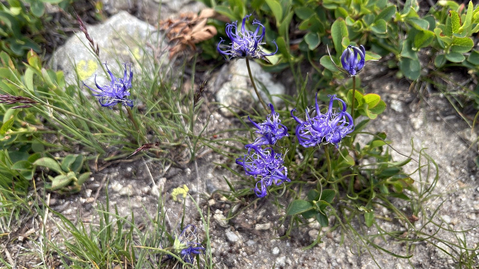 Raiponce Hémisphérique – Phyteuma Hemisphaericum