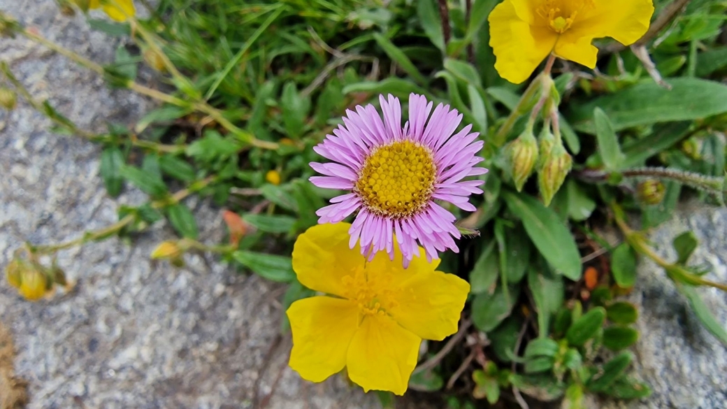 Vergerette des Alpes - Erigeron Alpinus