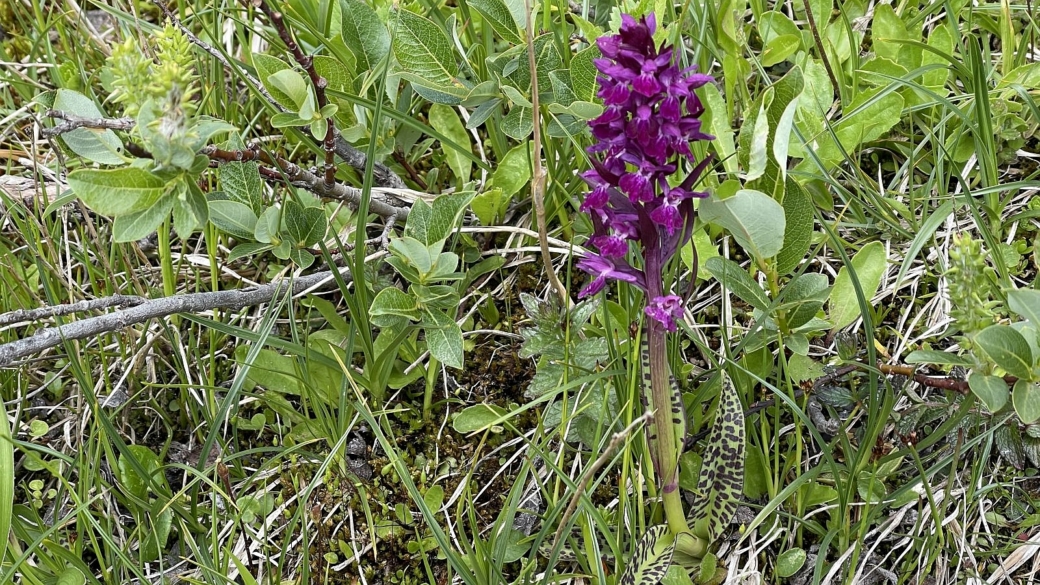 Dactylorhize de Fuchs - Dactylorhiza Fuchsii