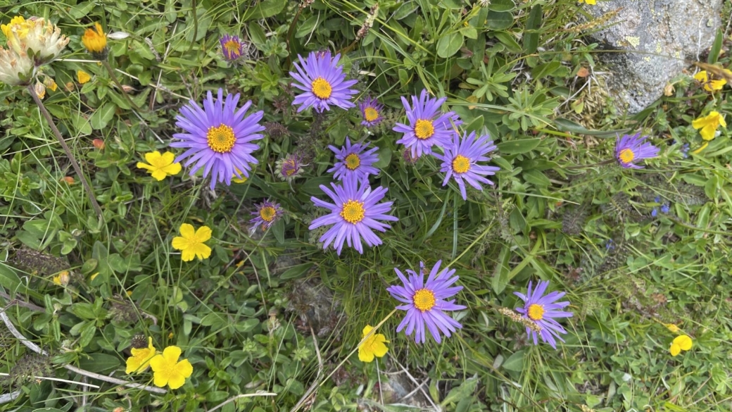 Aster des Alpes - Aster Alpinus