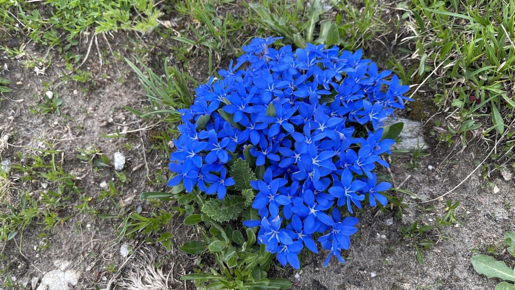 Gentiane de Bavière - Gentiana Bavarica 